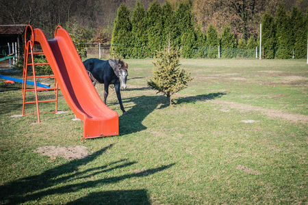 Small dark baby horse on children playgroundの写真素材