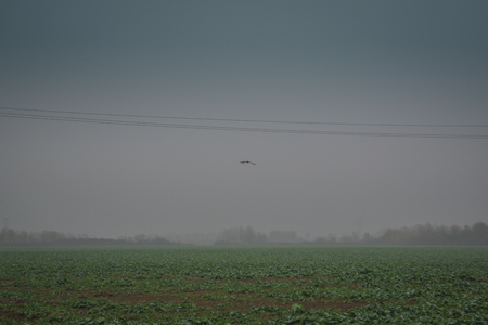 Buzzer in the field during the morning in the fog flyingの写真素材
