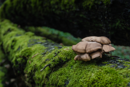 Tree covered with moss and wild mushroom patchの写真素材