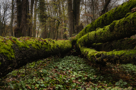 Fallen tree in the park forrest covered with autumn leafs and mossの写真素材