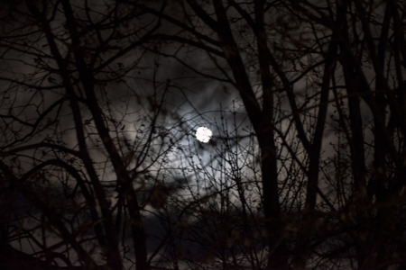 Moon thru tree branch at the nightの写真素材