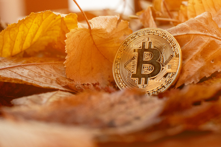 Gold bitcoin with autumn leafes in backgroundの写真素材
