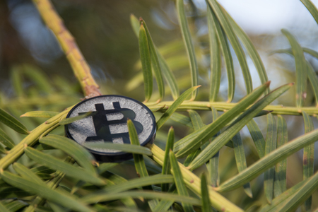 Bit coin in nature, on green branch, pine needleの写真素材