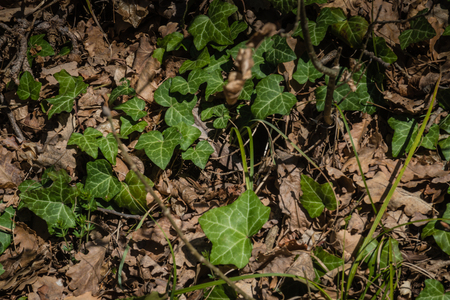Forrest background, with free leafs and generic scenery.の写真素材