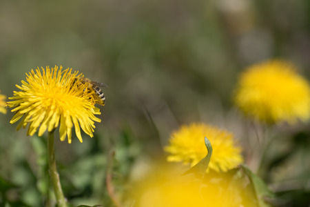 Close up macro bee and dandelion shot. Yellow flower in meadow. Colecting pollen for honey.の写真素材