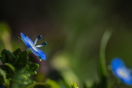 Close up macro shot of field flower in meadow.の写真素材