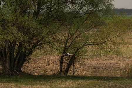 Shot of swamp in spring with early green leafs and dryed branches in water and dryed shrubs.の写真素材