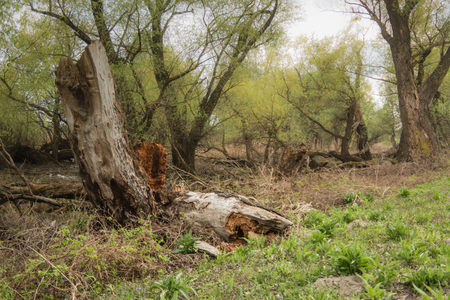 Shot of swamp in spring with early green leafs and dryed branches in water and dryed shrubs.の写真素材