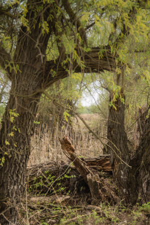 Shot of swamp in spring with early green leafs and dryed branches in water and dryed shrubs.の写真素材