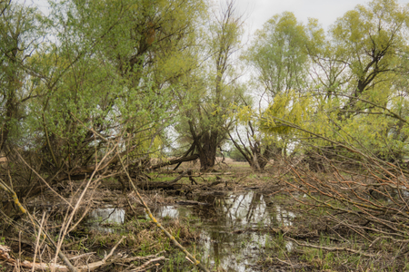 Shot of swamp in spring with early green leafs and dryed branches in water and dryed shrubs.の写真素材