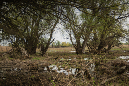 Shot of swamp in spring with early green leafs and dryed branches in water and dryed shrubs.の写真素材