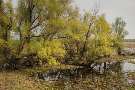 Shot of swamp in spring with early green leafs and dryed branches in water and dryed shrubs.の写真素材