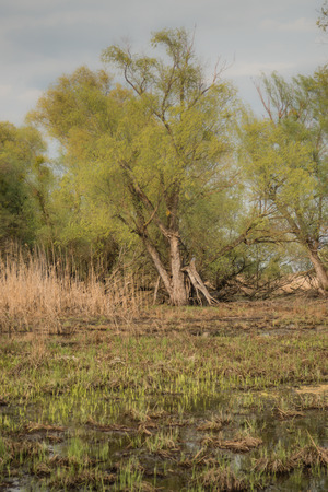 Shot of swamp in spring with early green leafs and dryed branches in water and dryed shrubs.の写真素材
