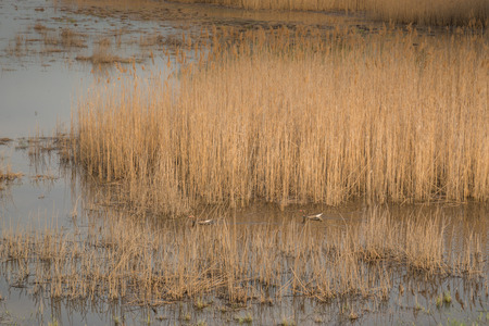 Shot of swamp in spring with early green leafs and dryed branches in water and dryed shrubs.の写真素材