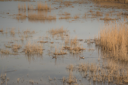 Shot of swamp in spring with early green leafs and dryed branches in water and dryed shrubs.の写真素材