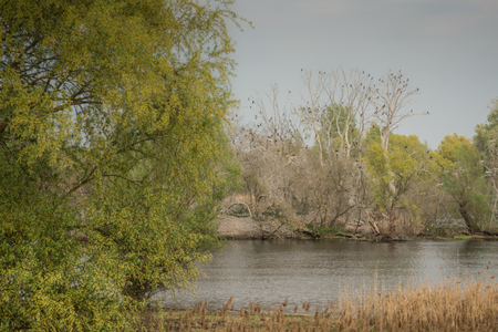 Shot of swamp in spring with early green leafs and dryed branches in water and dryed shrubs.の写真素材