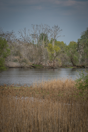 Shot of swamp in spring with early green leafs and dryed branches in water and dryed shrubs.の写真素材