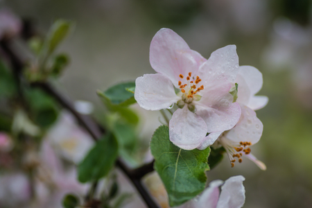 Red apple flowers, macro shot closeup.の写真素材