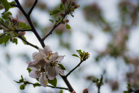 Red apple flowers, macro shot closeup.の写真素材