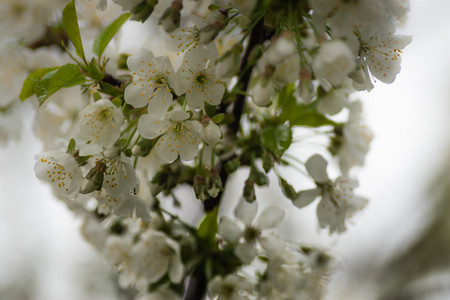 cherry tree flowers, macro shot closeup.の写真素材