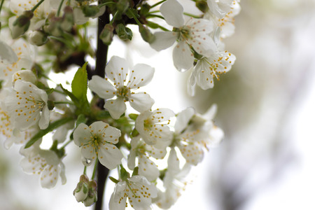 cherry tree flowers, macro shot closeup.の写真素材