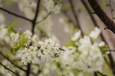 cherry tree flowers, macro shot closeup.の写真素材