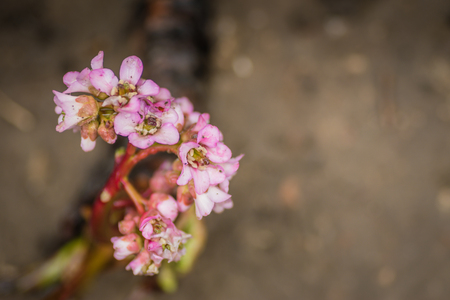 Wild flowers, clorful and with details.の写真素材