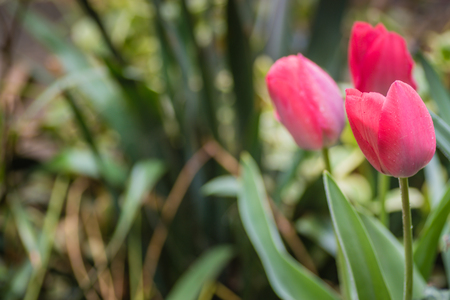 Wild flowers, tulips, clorful and with details.の写真素材