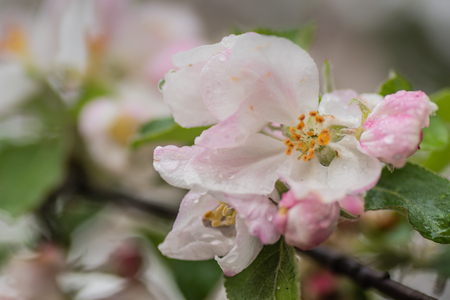 Red apple flowers, macro shot closeup.の写真素材