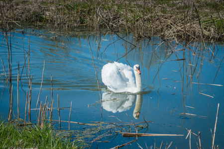 Swan in small canal, middle of dayの写真素材