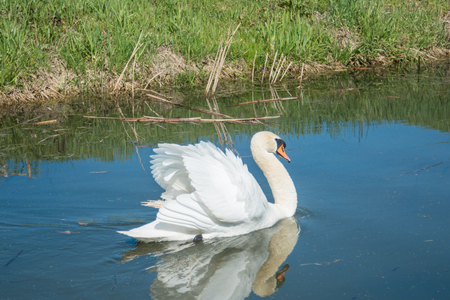 Swan in small canal, middle of dayの写真素材