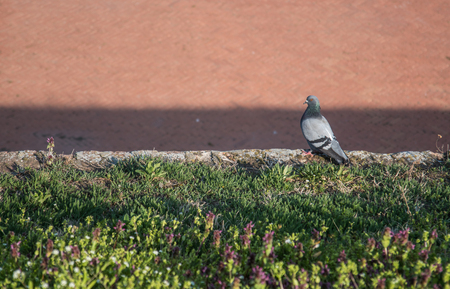 pigeon in wall, shot from above.の写真素材
