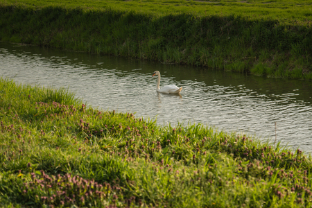 Swan in canal with sunset lightの写真素材