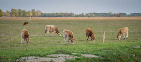 cows in field, medow, small groupの写真素材