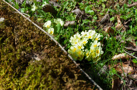 Wild primroses of yellowish white color in the wild in nature photographed in early spring, wooded mountainous area.の写真素材