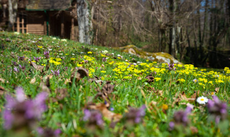 Wild flowers in a nature park, mixed colors photographed in a low angle.の写真素材
