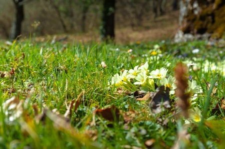 Wild primroses of yellowish white color in the wild in nature photographed in early spring, wooded mountainous area.の写真素材