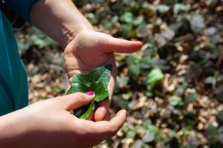 The girl holds ivy leaves in her hand in nature during the early spring of Hedera helixの写真素材