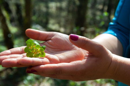 The girl holds spring medicinal herbs in the wild on the palm of her hand that has been freshly picked.の写真素材