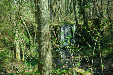 A waterfall in a nature park photographed in early spring with clear water and greenery.の写真素材