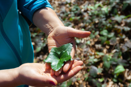 The girl holds ivy leaves in her hand in nature during the early spring of Hedera helixの写真素材