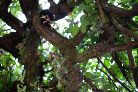 Apple tree canopy with red diseased leaves due to lack of nutrients or pests.の写真素材