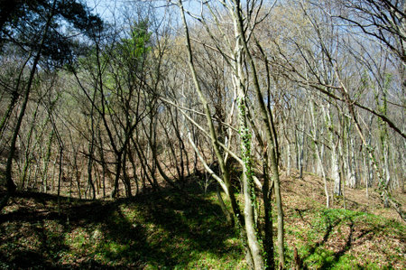 Forest in a hilly area surrounded by spring greenery and autumn leaves.の写真素材
