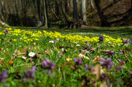 Wild flowers in a nature park, mixed colors photographed in a low angle.の写真素材