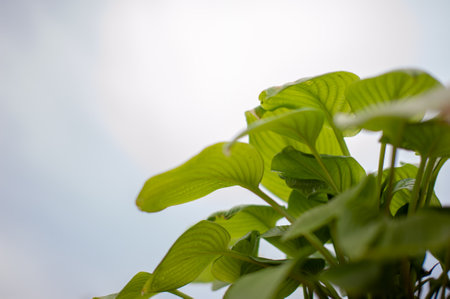 Hosta deciduous ornamental plants painted in full zeleinli during the summer day.の写真素材