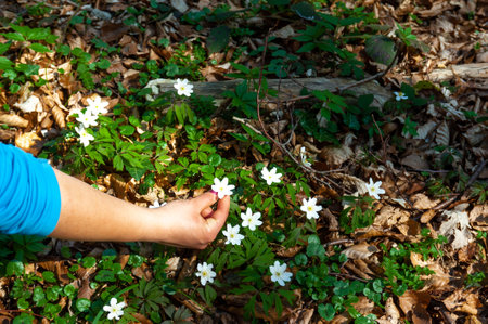 Girl picking WHITE FOREST flower Anemone nemorosa photographed in early spring in a wooded mountain area of Papuk Mountain.の写真素材