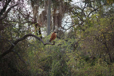 Some birds and flowers from Paraguayの写真素材