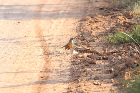 Some birds and flowers from Paraguay