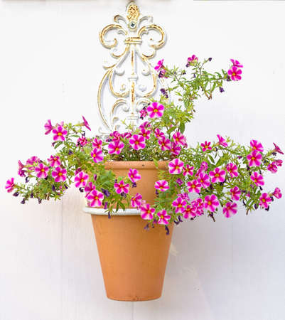 Vintage wrought iron pot holder containing petuniasの写真素材
