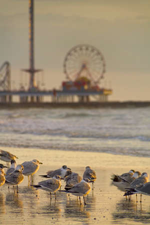 Seagulls on the beach in Galveston with the Galveston Pleasure Pier in the backgroundの写真素材